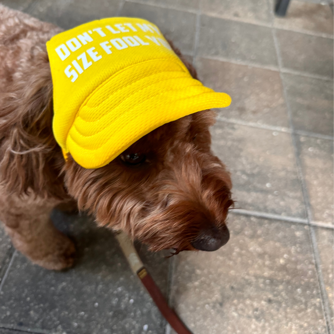 "Don't Let My Size Fool You" Custom Dog Hat