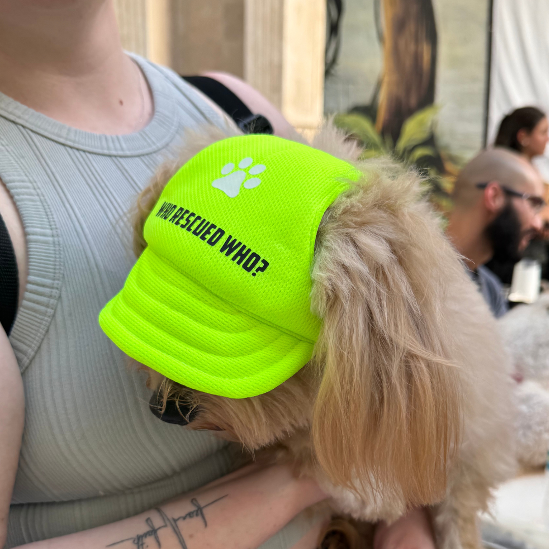 "Who Rescued Who?" Custom Dog Hat
