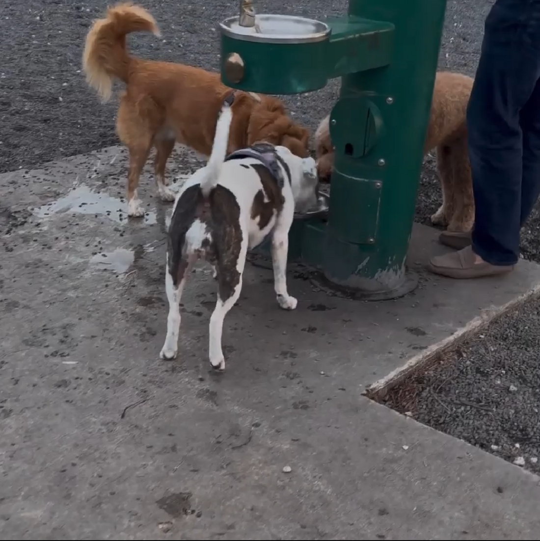 Avoid dog park water fountains.