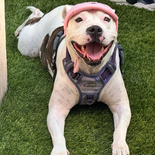 Pitbull dog hats clearance